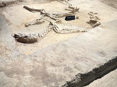 -洛阳周王城天子驾六博物馆