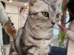 -共舞时光猫咖·狗咖(新街口店)