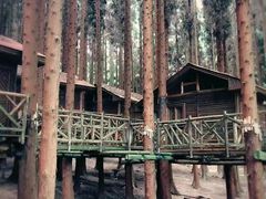 -武陵山森林公园