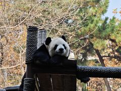 -大连森林动物园