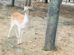 -秦皇岛野生动物园