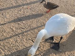 -盐城丹顶鹤湿地生态旅游区