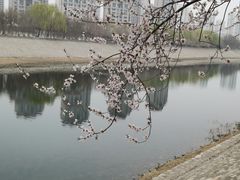 -桃花堤公园