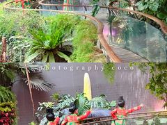 -正佳雨林生态植物园