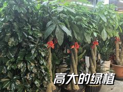 -大自然花鸟鱼虫市场