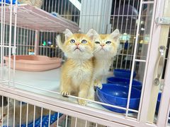-萌宠之家·腊肠犬·马尔泰·小体犬舍