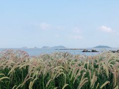 -野狸岛