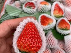 -双福水果批发市场