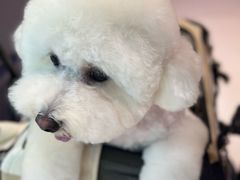 -帕帕拉兹宠物(亚洲旗舰店)