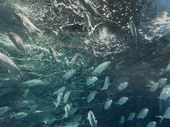 -上海海洋水族馆