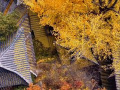 -遵化市禅林寺古银杏风景园