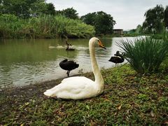 -西山漾湿地公园