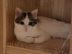 -伟伟宠物医院·CT影像中心·瑞派犬猫综合性门诊(汉口总院)