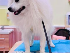 -瑞鹏宠物医院·宠保定点·心脏科·内科(御桥分院)