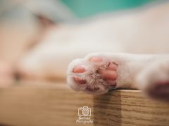 -绒爪撸猫下午茶·猫咖