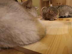 -猫色咖啡·猫咖