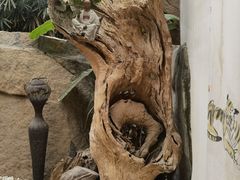 -厦门园林植物园-植物园滴水山房