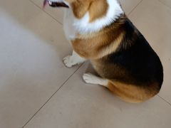 -宠福鑫康馨动物医院·骨科·眼科