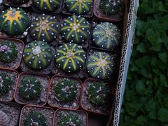 -循礼门鲜花花市(武汉循礼门店)