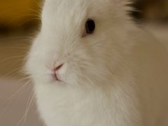 -RU DUCK柯尔鸭公社·撸鸭俱乐部·羊驼·小香猪