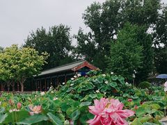 -莲花池公园