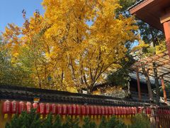 -龙华素斋(龙华路店)