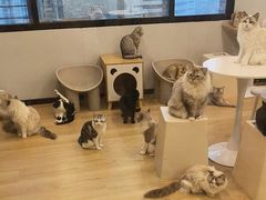 -有喵·猫咖·狗咖·30几只猫10只小狗(岗厦店)
