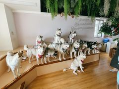 -Husky Go! 哈士奇体验馆·宠物咖啡厅狗咖