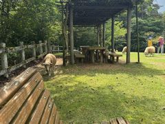 -神户市立六甲山牧场