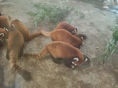 -石家庄市动物园