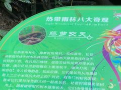 -西双版纳原始森林公园