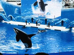 -上海海昌海洋公园