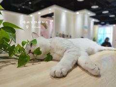 -藏猫猫咖啡主题馆(中央大道店)