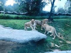 -北京野生动物园