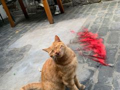 -喵屿·大理花园猫咖