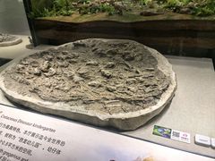 -辽宁古生物博物馆