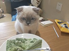 -藏猫猫咖啡主题馆(中央大道店)