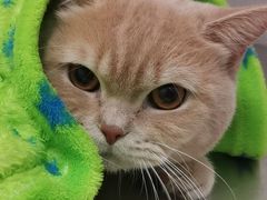 -凯特喵百思猫专科医院