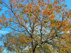 -盘龙城国家考古遗址公园