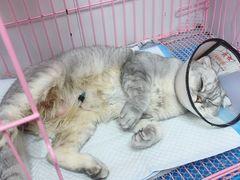 -博特宠物医院24h犬猫全科.骨科·异宠