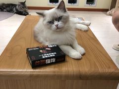 -猫和宫(六道口店)