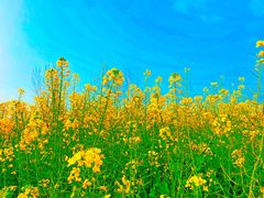 -桑洲油菜花景区