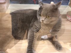 -李小姐の猫咖啡馆(五角场店)