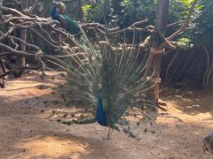 -深圳野生动物园