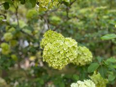 -陆家嘴中心绿地