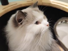 -安格丽娜·狗咖·猫咖羊驼咖(春熙路百盛商场店)