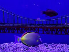 -太平洋海底世界