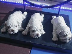 -舜耕山庄四时万和自助餐厅