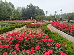 -大望京公园