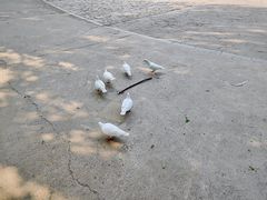 -长白岛森林公园